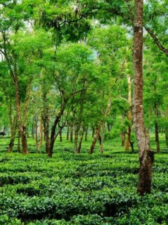 The Most Famous Places for Growing Black Tea